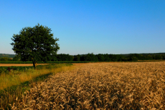 random-landscape-3