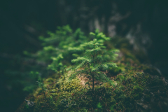 matthew-smith-Rfflri94rs8-unsplash